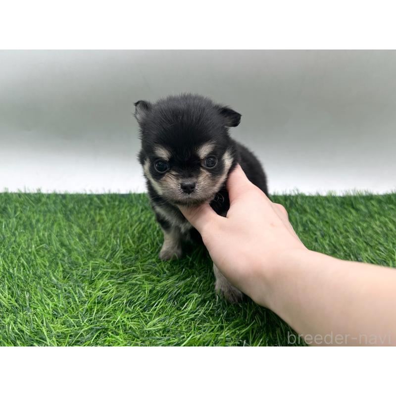 販売中の愛知県のチワワ(ロングコート)-434936の7枚目