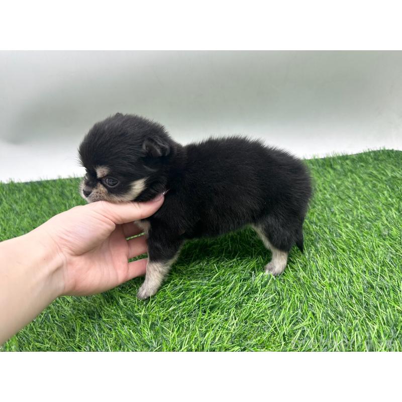 販売中の愛知県のチワワ(ロングコート)-434936の6枚目