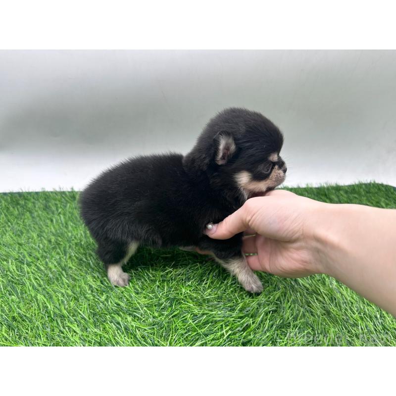 販売中の愛知県のチワワ(ロングコート)-434936の5枚目