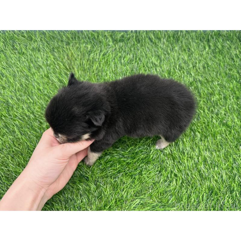 販売中の愛知県のチワワ(ロングコート)-434936の4枚目