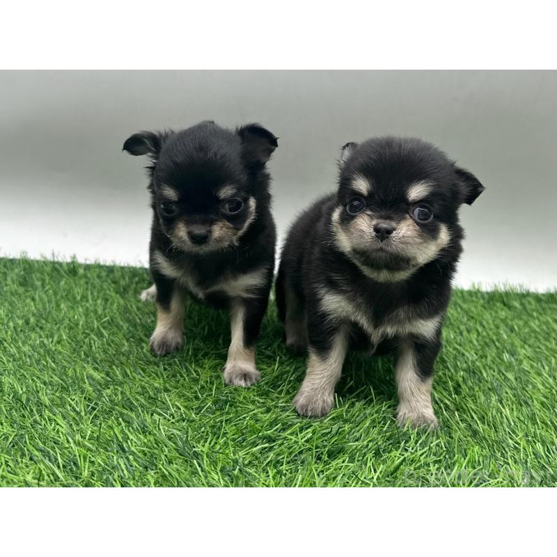 販売中の愛知県のチワワ(ロングコート)-434936の3枚目