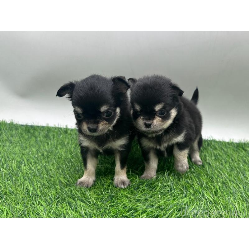 販売中の愛知県のチワワ(ロングコート)-434936の2枚目