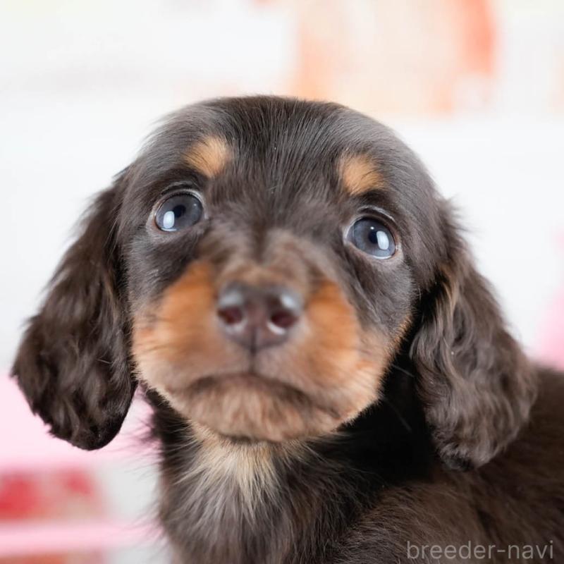 販売中の茨城県のミニチュアダックスフンド(ロングヘアード)-434940