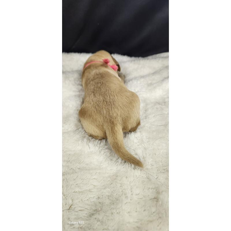 販売中の三重県のミックス犬-434920の2枚目