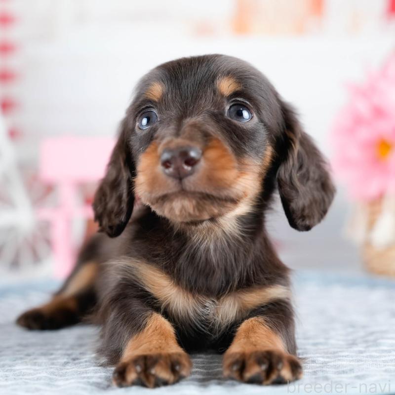 販売中の茨城県のミニチュアダックスフンド(ロングヘアード)-434940の8枚目