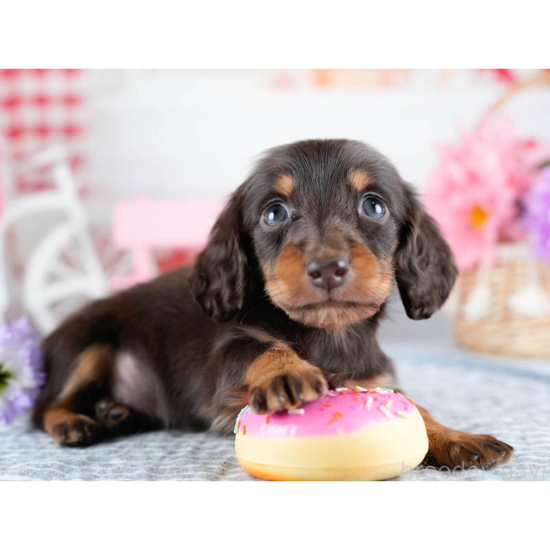 販売中の茨城県のミニチュアダックスフンド(ロングヘアード)-434940の7枚目