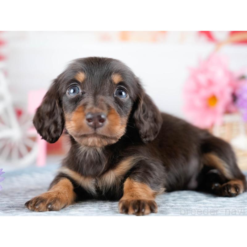 販売中の茨城県のミニチュアダックスフンド(ロングヘアード)-434940の6枚目