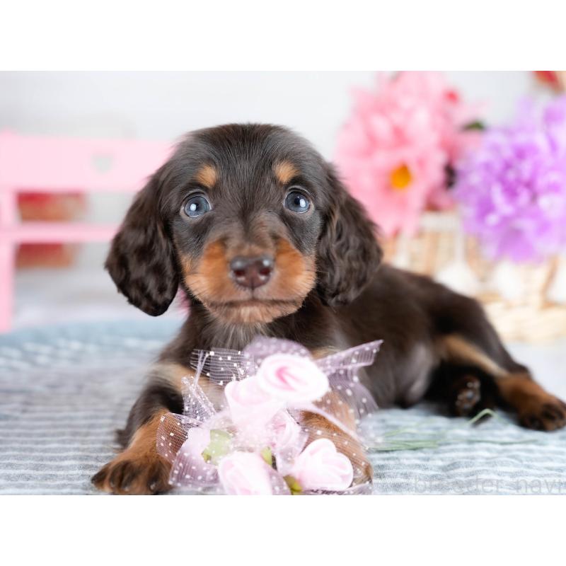 販売中の茨城県のミニチュアダックスフンド(ロングヘアード)-434940の5枚目