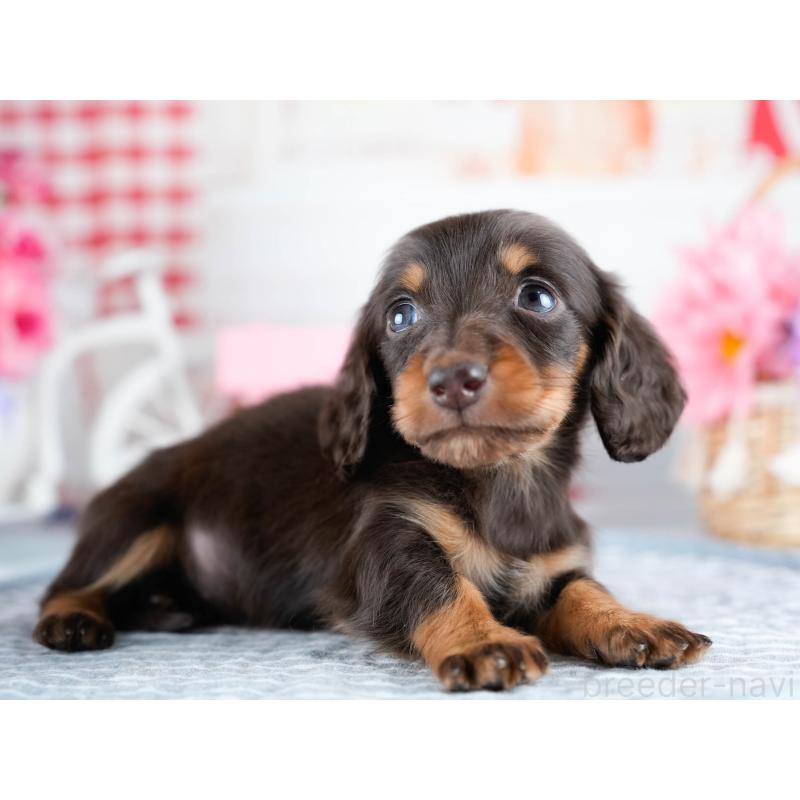 販売中の茨城県のミニチュアダックスフンド(ロングヘアード)-434940の4枚目