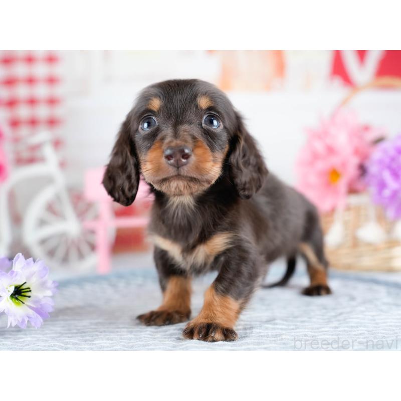 販売中の茨城県のミニチュアダックスフンド(ロングヘアード)-434940の3枚目