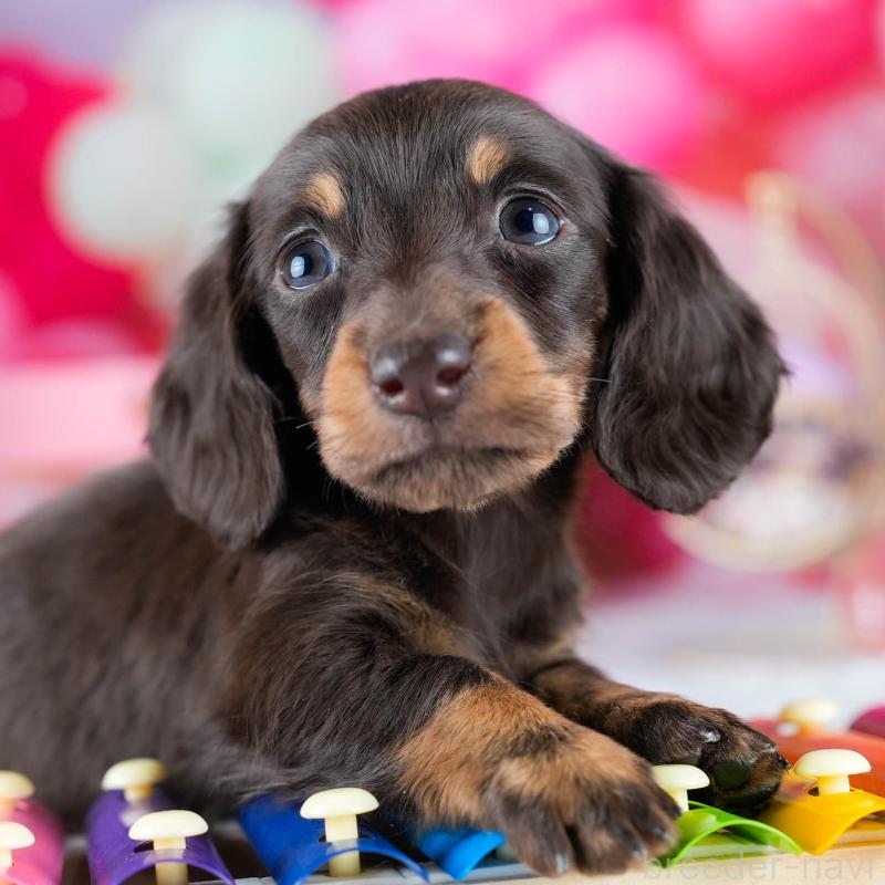 販売中の茨城県のミニチュアダックスフンド(ロングヘアード)-434944の8枚目