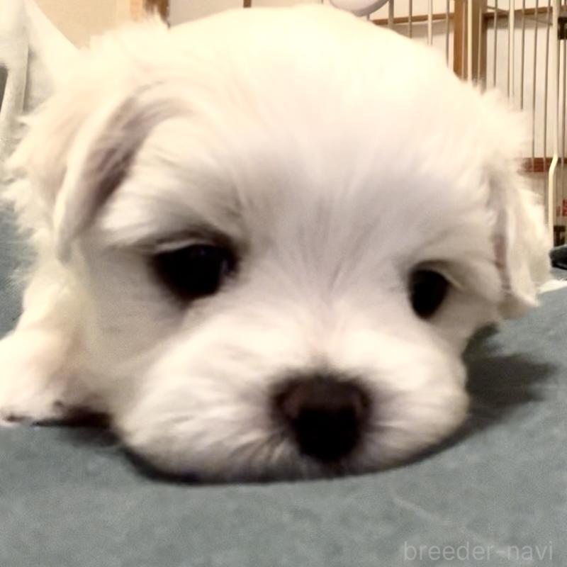 販売中の滋賀県のマルチーズ-430675の81枚目