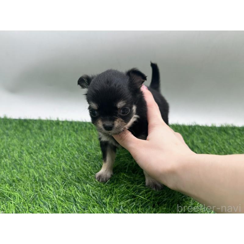 販売中の愛知県のチワワ(ロングコート)-434942の7枚目