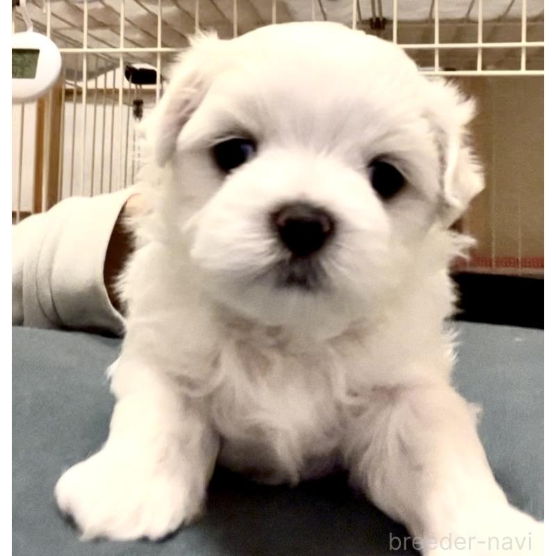 販売中の滋賀県のマルチーズ-430675の80枚目