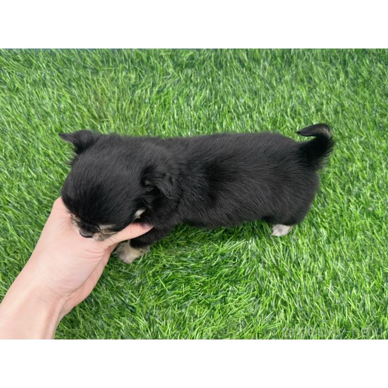 販売中の愛知県のチワワ(ロングコート)-434942の6枚目