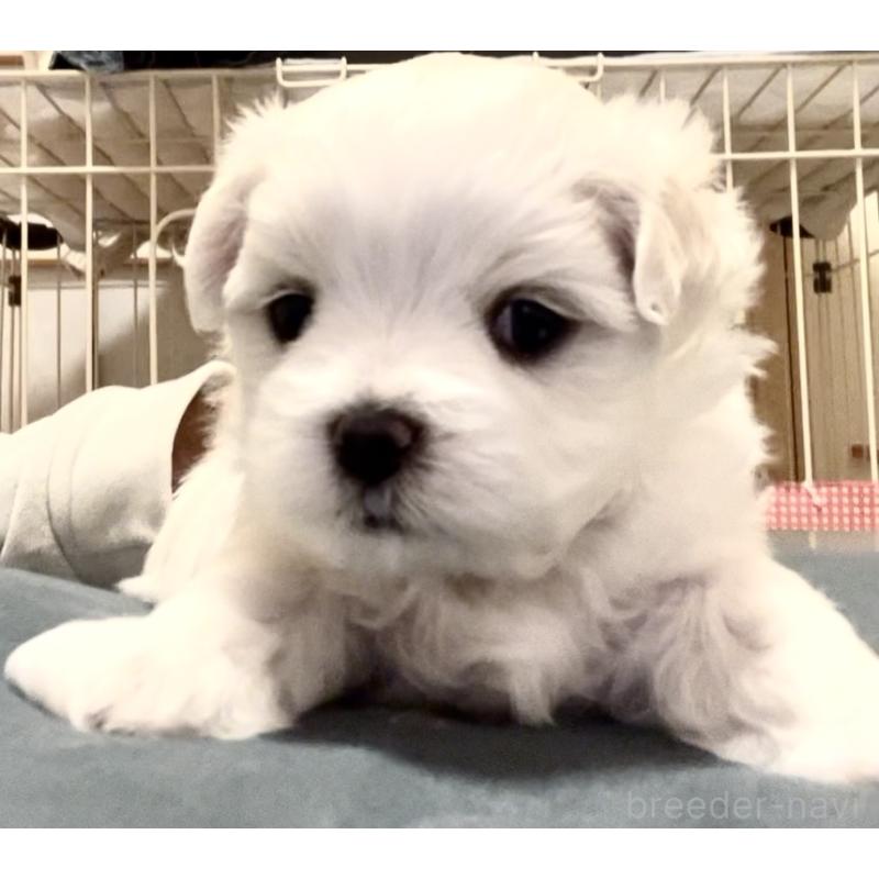 販売中の滋賀県のマルチーズ-430675の79枚目