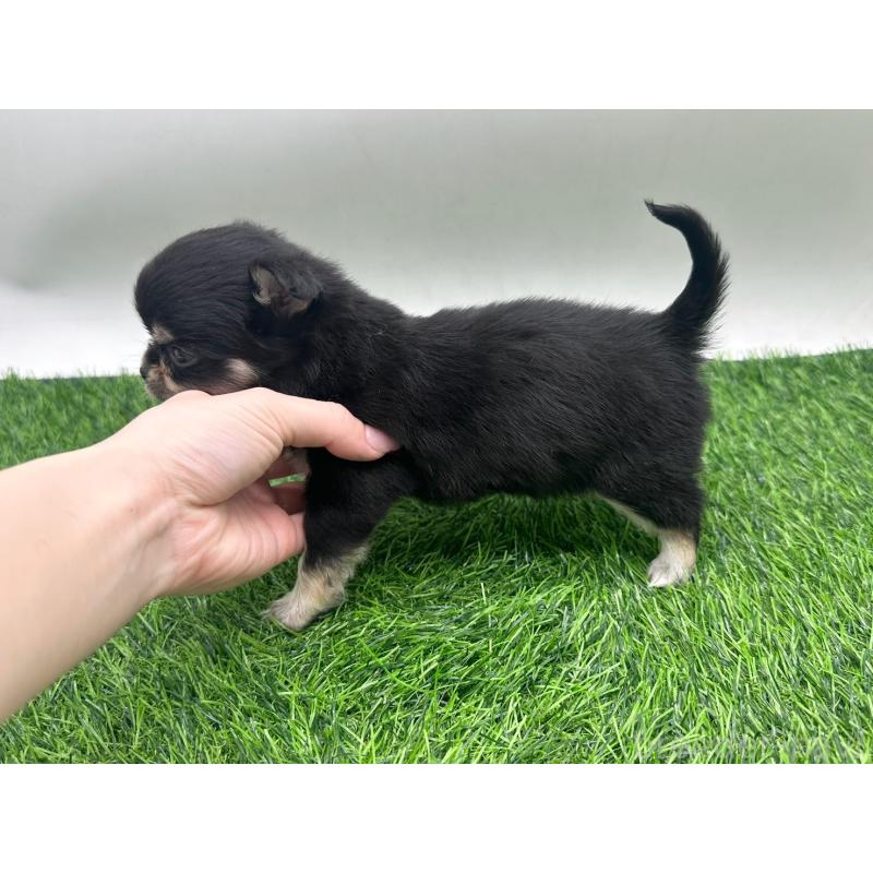 販売中の愛知県のチワワ(ロングコート)-434942の5枚目