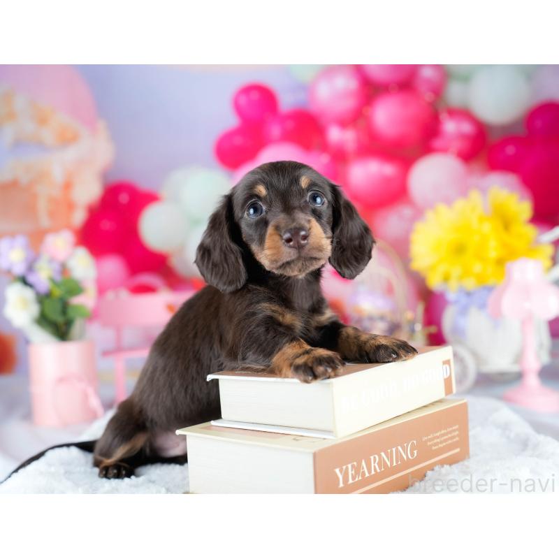 販売中の茨城県のミニチュアダックスフンド(ロングヘアード)-434944の5枚目