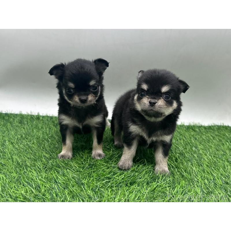 販売中の愛知県のチワワ(ロングコート)-434942の3枚目