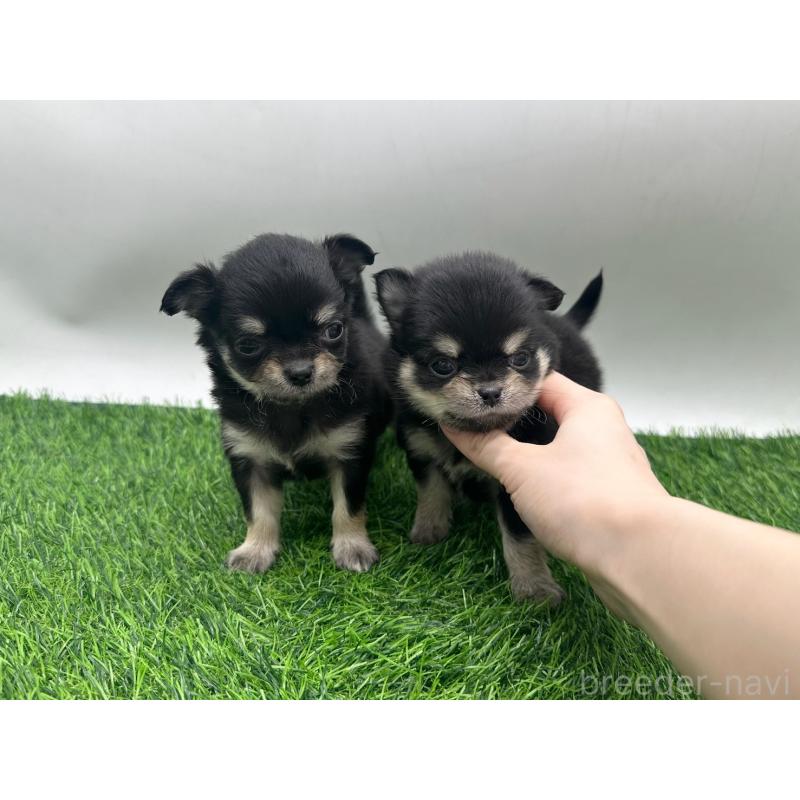 販売中の愛知県のチワワ(ロングコート)-434942の2枚目