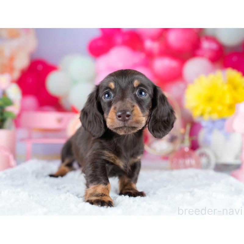 販売中の茨城県のミニチュアダックスフンド(ロングヘアード)-434944の4枚目