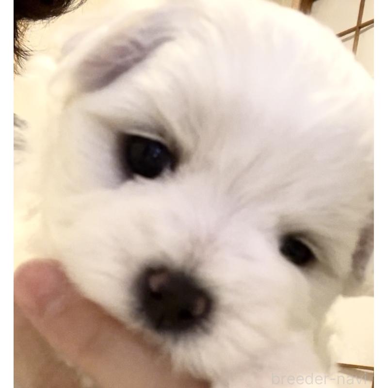 商談中の滋賀県のマルチーズ-430679の53枚目