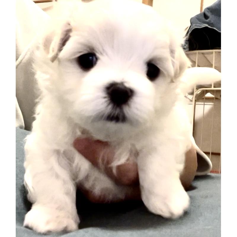 商談中の滋賀県のマルチーズ-430679の52枚目