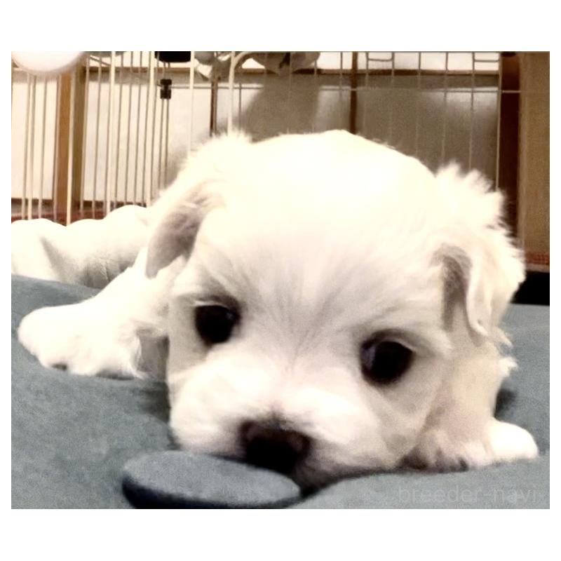 商談中の滋賀県のマルチーズ-430679の51枚目