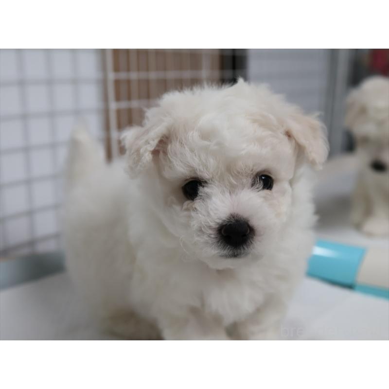 販売中の愛知県のビションフリーゼ-434954の12枚目