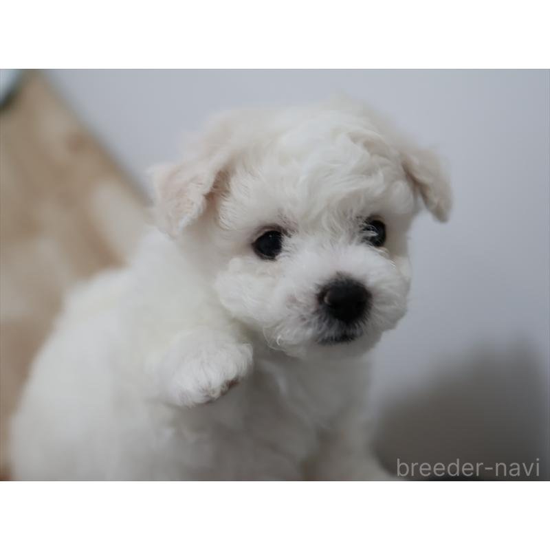 販売中の愛知県のビションフリーゼ-434954の11枚目