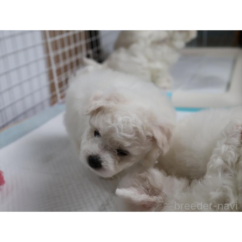 販売中の愛知県のビションフリーゼ-434954の10枚目