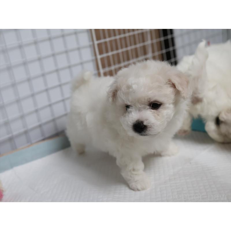 販売中の愛知県のビションフリーゼ-434954の9枚目