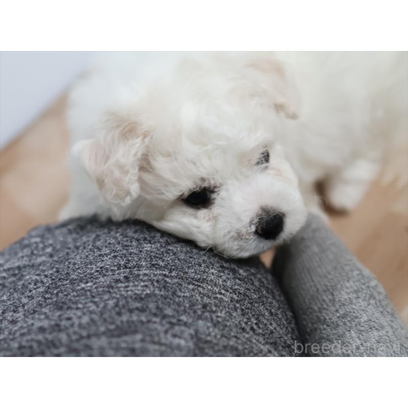 販売中の愛知県のビションフリーゼ-434954の8枚目