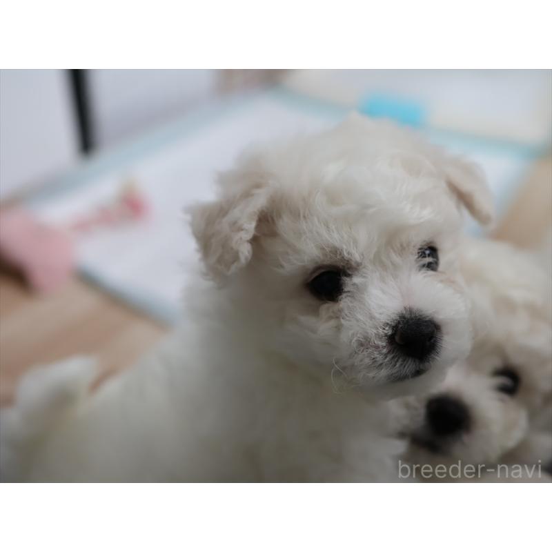 販売中の愛知県のビションフリーゼ-434954の7枚目