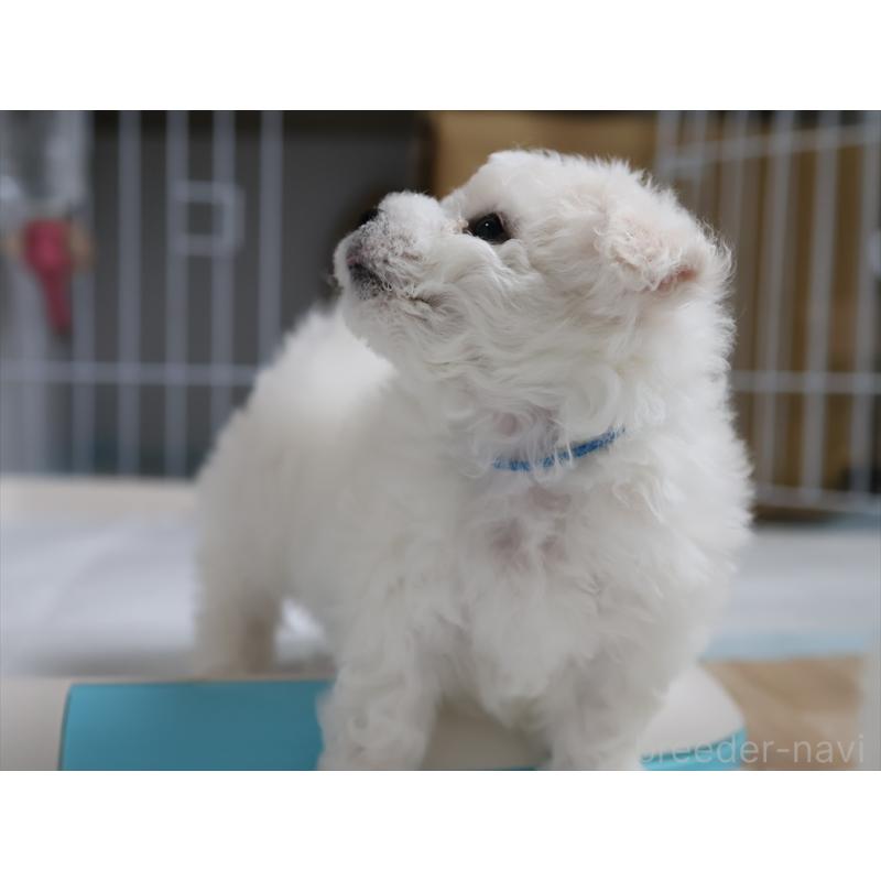 販売中の愛知県のビションフリーゼ-434954の6枚目