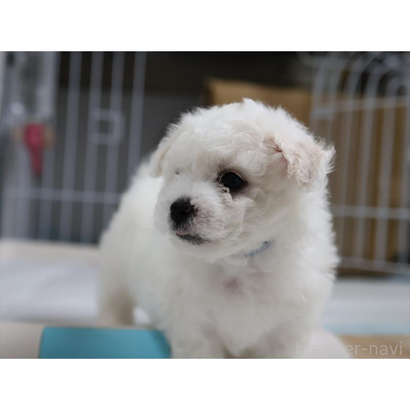 販売中の愛知県のビションフリーゼ-434954の5枚目