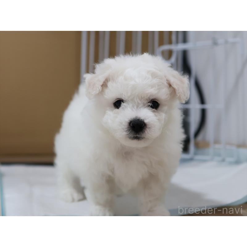 販売中の愛知県のビションフリーゼ-434954の4枚目