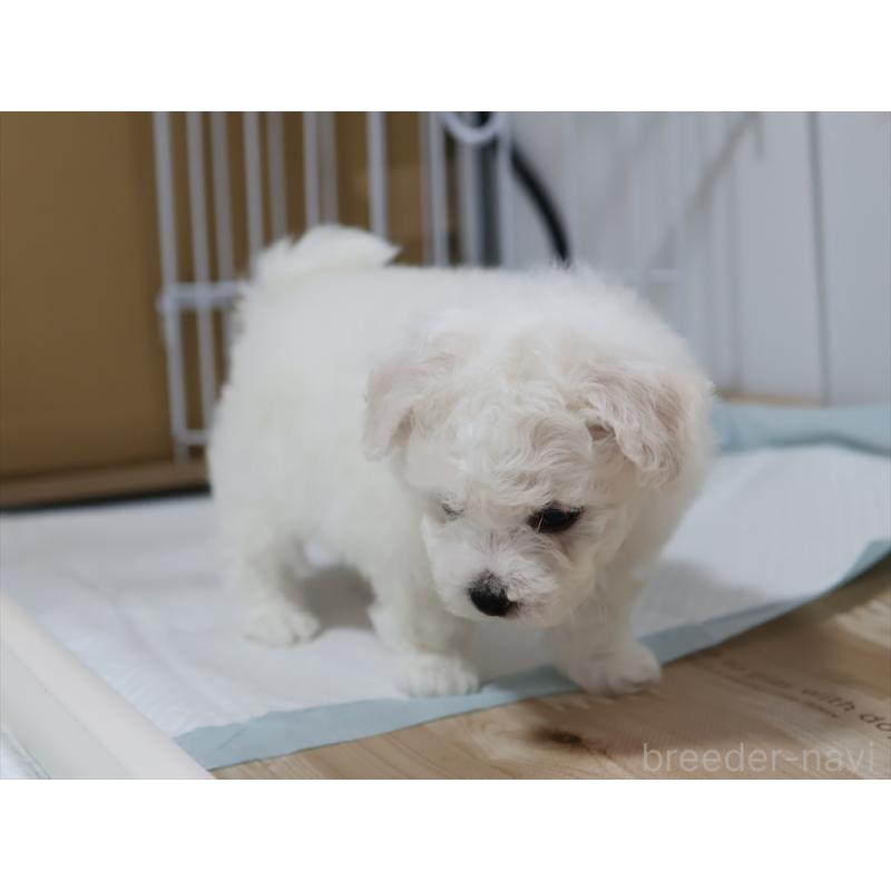 販売中の愛知県のビションフリーゼ-434954の3枚目