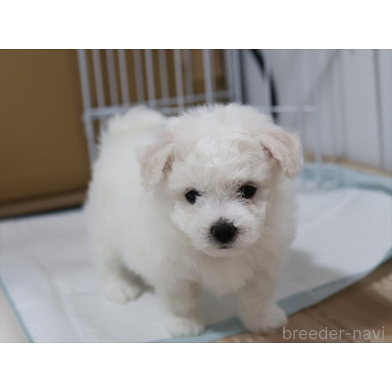 販売中の愛知県のビションフリーゼ-434954の2枚目