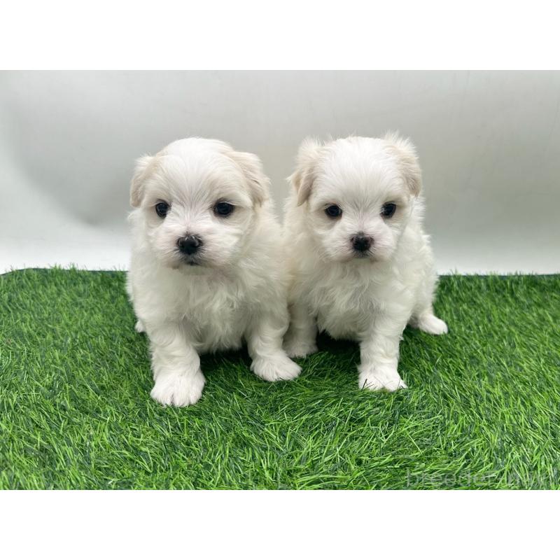 販売中の愛知県のマルチーズ-434955の6枚目