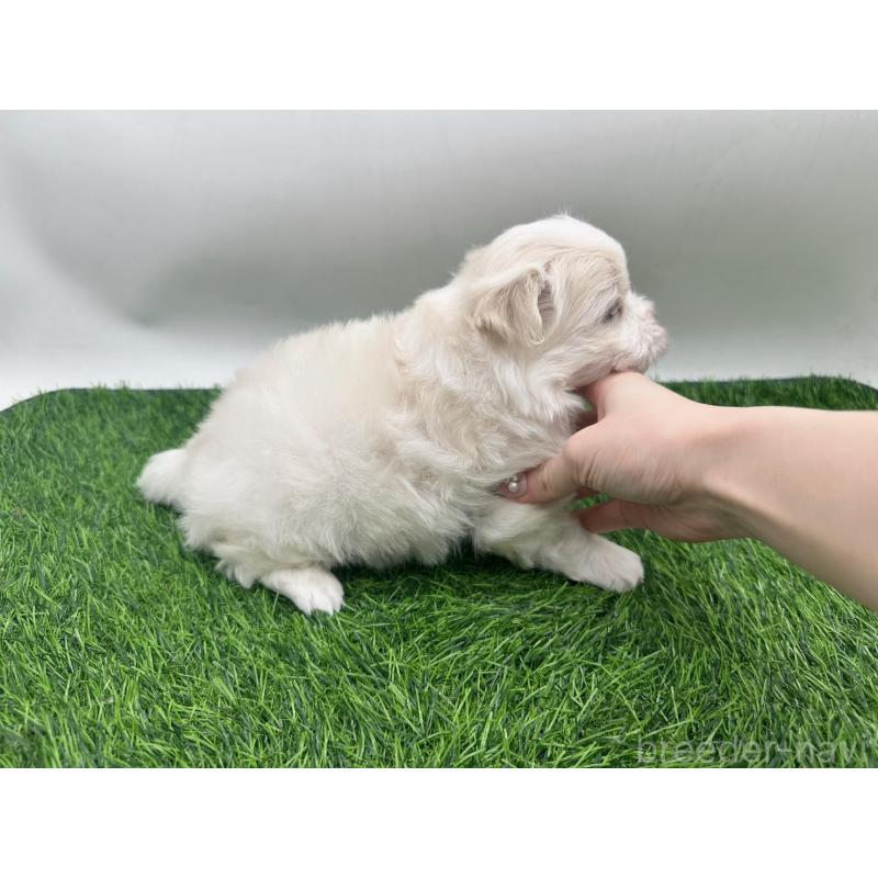 販売中の愛知県のマルチーズ-434955の5枚目