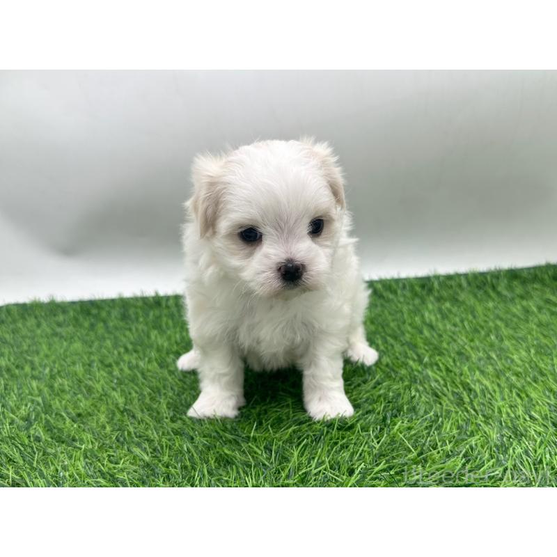 販売中の愛知県のマルチーズ-434955の1枚目