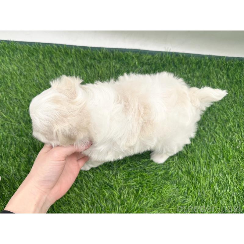 販売中の愛知県のマルチーズ-434955の4枚目