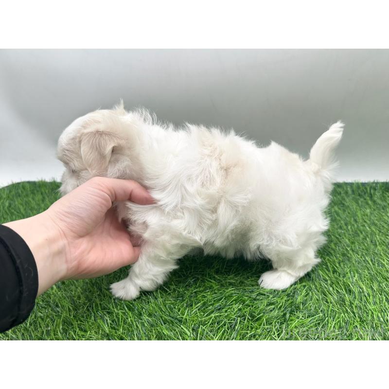 販売中の愛知県のマルチーズ-434955の3枚目