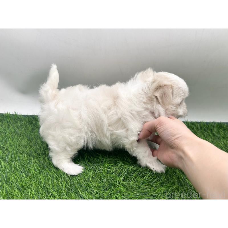 販売中の愛知県のマルチーズ-434955の2枚目