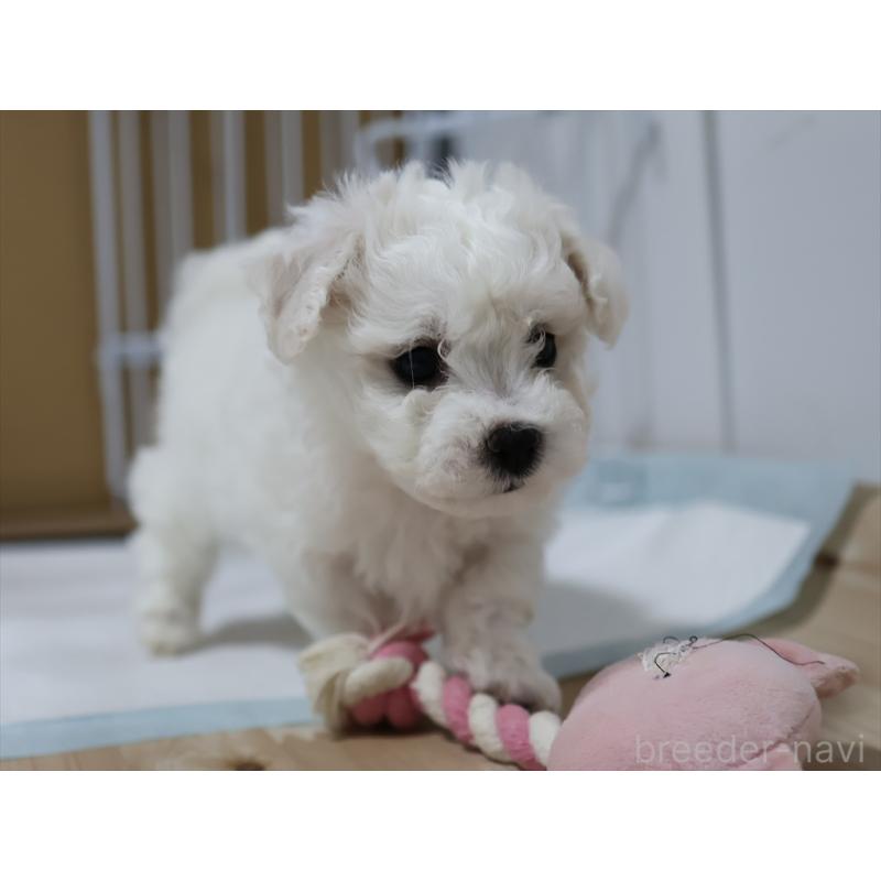 販売中の愛知県のビションフリーゼ-434960の11枚目