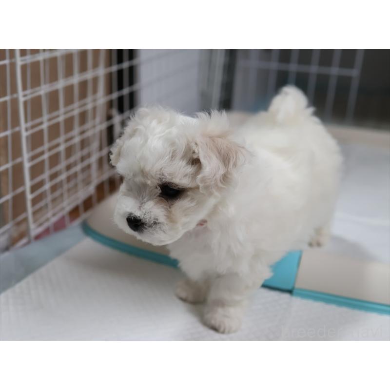 販売中の愛知県のビションフリーゼ-434960の10枚目