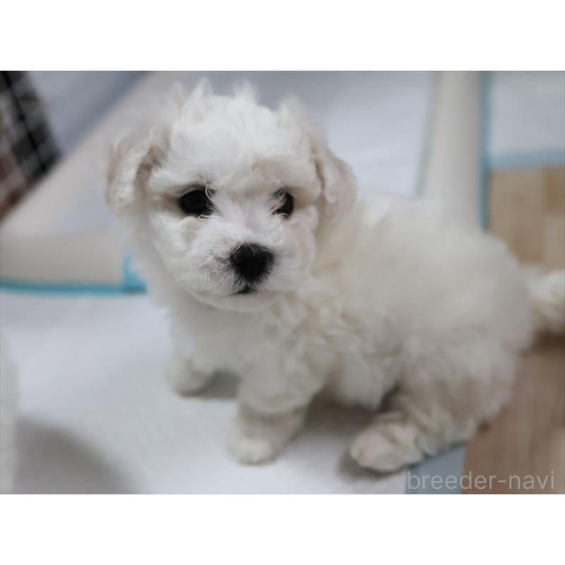 販売中の愛知県のビションフリーゼ-434960の9枚目