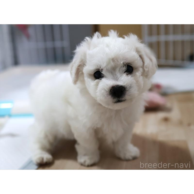 販売中の愛知県のビションフリーゼ-434960の8枚目