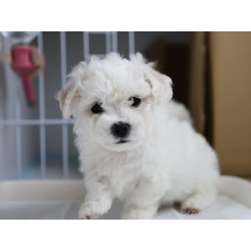 販売中の愛知県のビションフリーゼ-434960の7枚目